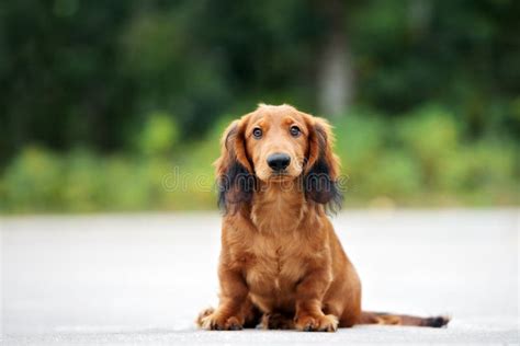 863 Red Long Haired Dachshund Stock Photos Free And Royalty Free Stock