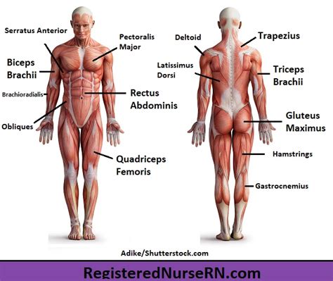 The chest can be split into two parts; Chest Muscle Anatomy Diagram / Breast Anatomy / The ...