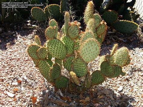 Pay attention to the pictures. PlantFiles Pictures: Opuntia Species, Prickly Pear Cactus ...