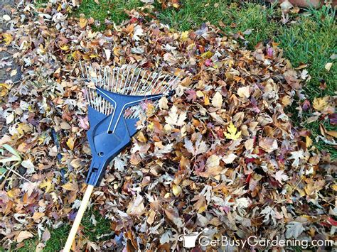 When To Rake Your Lawn In The Spring Get Busy Gardening