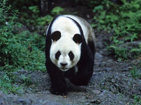 China Releases Its Fifth Captive Bred Giant Panda Into The