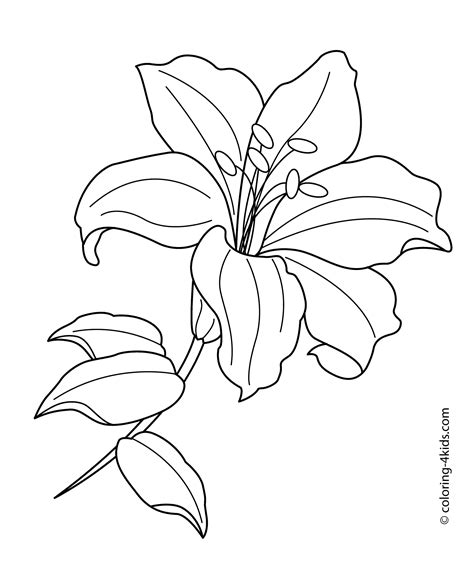 White Lilies Drawing At Getdrawings Free Download