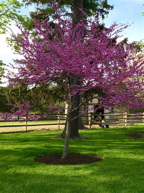 The Best Time To Plant Redbud Trees Mast Producing Trees