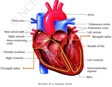 Circulatory System Double Circulation Pmf Ias