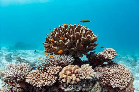 The Great Barrier Reef In Under 250 Kilometres