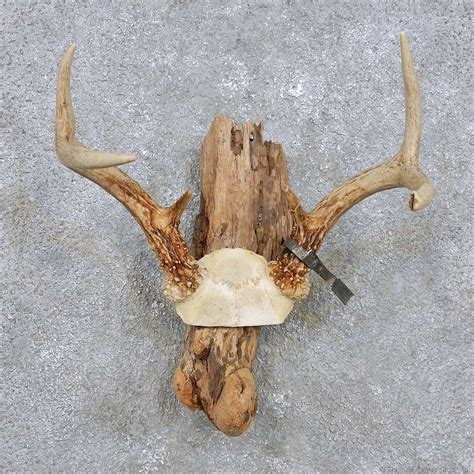In order to get your deer antlers it would probably be good to shoot a male deer (a buck). Whitetail Deer Antler Mount For Sale #14288 - The ...