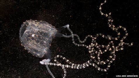 Forecast Possible For Irukandji Box Jellyfish Blooms Bbc News