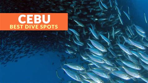 Top Diving Destinations In Cebu Philippine Beach Guide