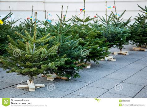 Many Young Spruces Stock Photos Free And Royalty Free Stock Photos From