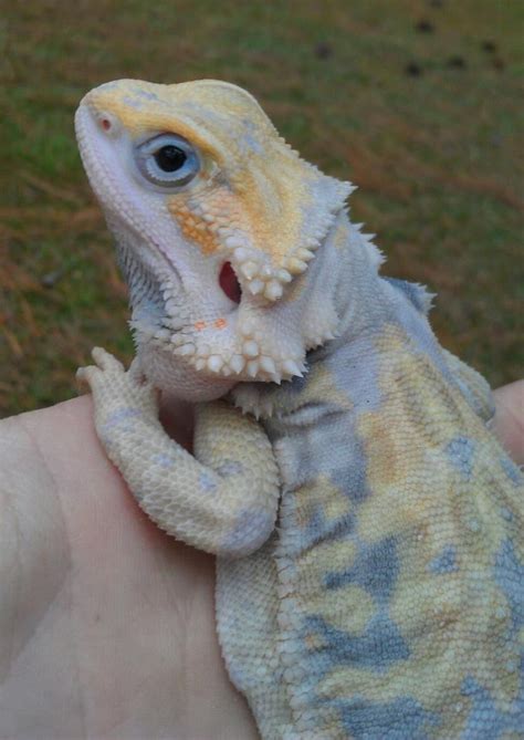 Blue Flame Bearded Dragons Sale Blue Bearded Dragon Lizards And