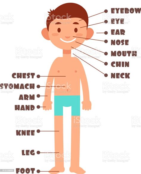 Cartoon Boy Kids Body Parts With English Vocabulary Vector Set Stock