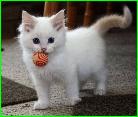 gambar kucing lucu imut   menggemaskan sedunia