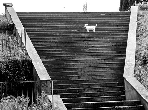 Stairway To Heaven A Dog Is Going Up A Stair In The Carlo Flickr
