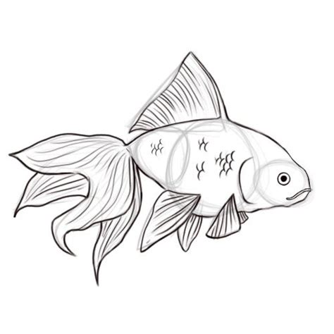 Fancy Goldfish Drawing