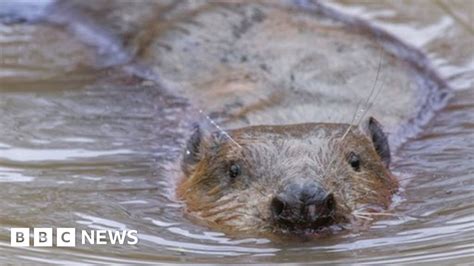Beavers Released In Hampshire For First Time In 400 Years Bbc News