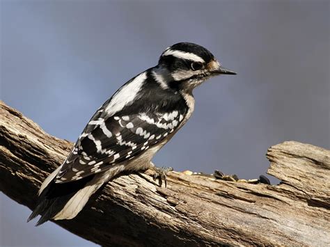 Female Downy Woodpeckers Identification Guide Male Vs Birdfact
