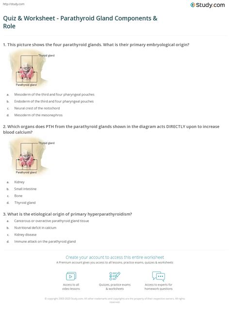 Quiz Worksheet Parathyroid Gland Components Role Study Hot Sex