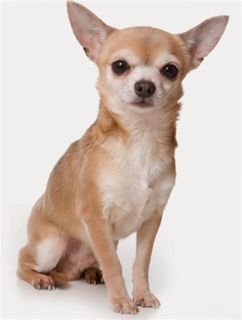 Все про тварин Чихуахуа Chihuahua