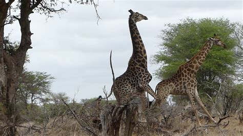 giraffe sex kruger park south africa youtube