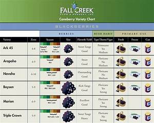 Variety Charts Fall Creek Farm Nursery Blackberry Varieties Nursery