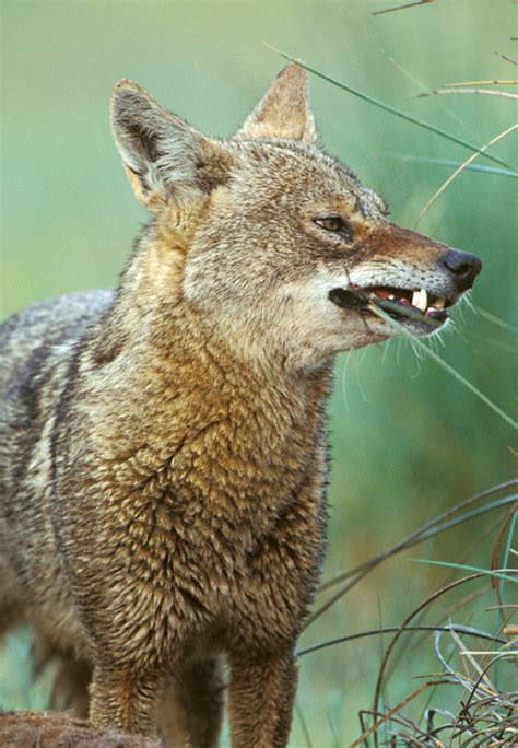 Coyote Canis Latrans