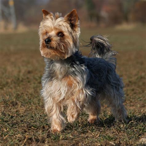 About The Breed Yorkshire Terrier Highland Canine Training Ph