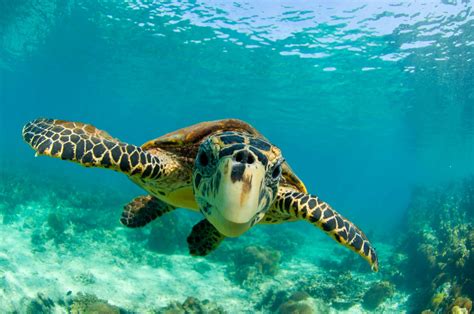 The three clans were the wolf, the turkey, and the turtle. Royal Caribbean and WWF-Australia announce partnership to ...