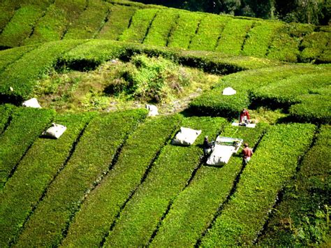 That's a tea plant, they grow that tall that's why the tea plantation workers have to trim them from time to time. cameron highlands provides a perfect environment for propagating tea. Coolest destinations in Asia-Pacific to escape the ...