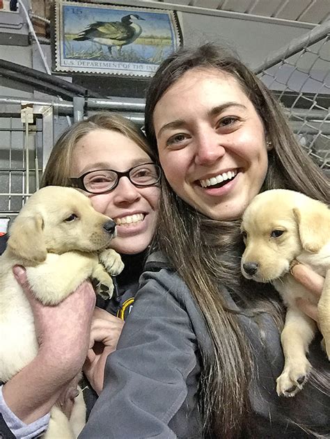 Maybe you would like to learn more about one of these? Labrador Puppies Yellow-Black-Chocolate available at LABRADORS UNLIMITED VALPARAISO INDIANA