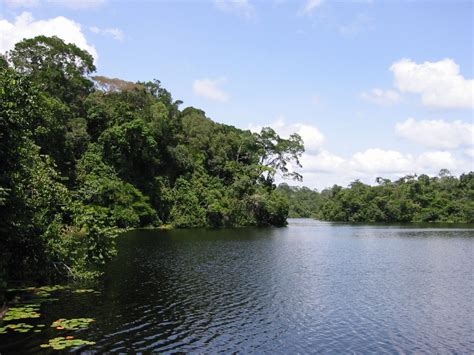 Understanding The Amazon Rainforest Through A Uk Brazil Science