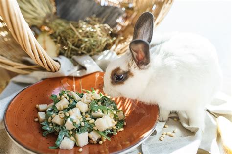 If the florets provide many essential vitamins for rabbits such as c, k, b1, … as well as minerals including. Can Rabbits Eat Cauliflower? Nutritional Supplement For ...