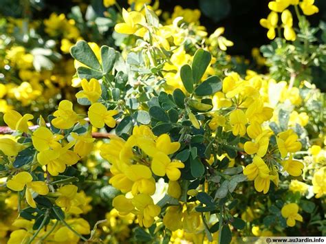 Coronille Glauque Coronilla Valentina Ssp Glauca Planter Cultiver