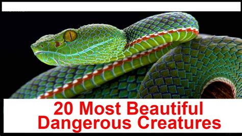 20 Most Beautiful And Dangerous Creatures Of The World Youtube