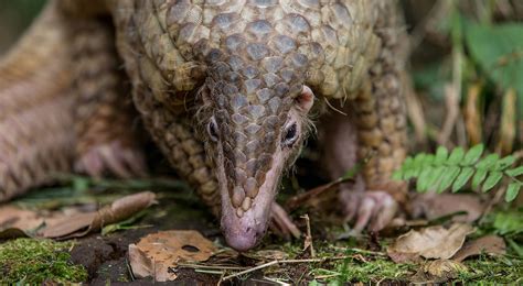 May 27, 2021 · the shy, harmless pangolin is becoming increasingly well known for one reason: Saving Pangolins