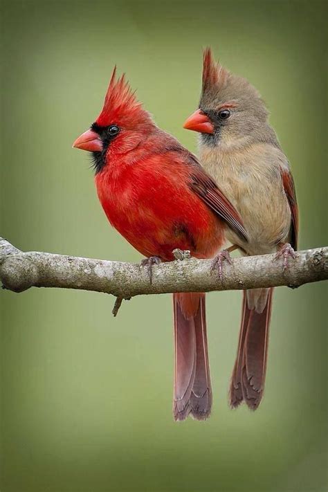 Northern Cardinal Couple Pretty Birds Beautiful Birds Animals