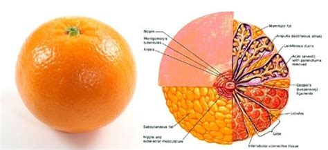 These Foods Resemble Body Organs They Treat Body Organs Healthy