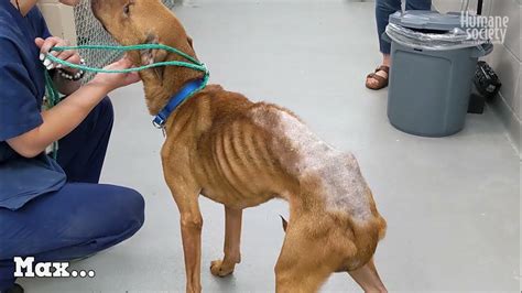 Three Neglected Dogs Suffering From Starvation Youtube