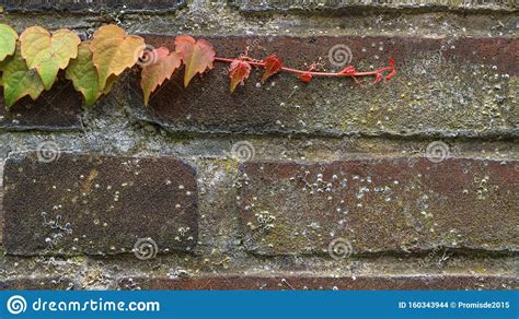 Climbing Ivy Green Ivy Plant Growing On Old Brick Wall Of Abandoned