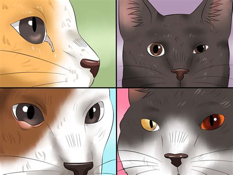Other eye structures are not injured in a simple injury. How to Treat Conjunctivitis in Cats: 11 Steps (with Pictures)