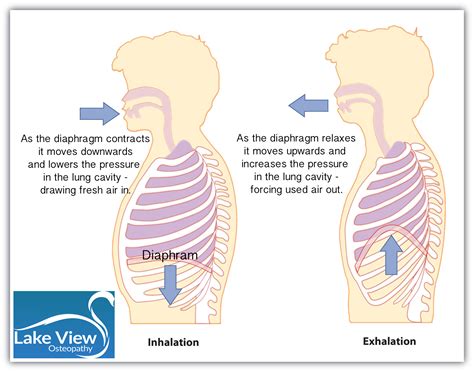 Is Your Way Of Breathing Causing Your Neck Pain Lake View Osteopathy