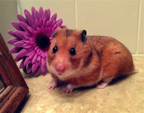 Flower Hamster Hamster Happy Thoughts Flowers