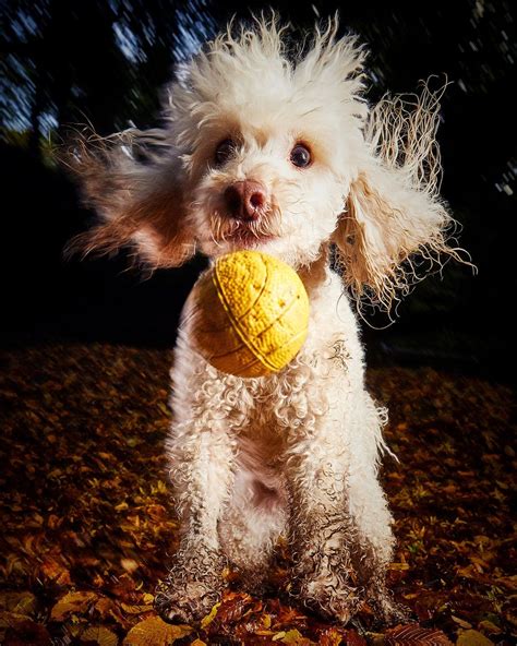 29 Joyously Funny Finalists From The Comedy Pet Photo Awards Huffpost
