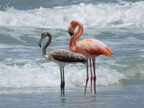 Flamingos Land in Treasure Island