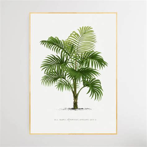 Vintage Palm Tree Ii By Oswald De Kerchove De Denterghem I Heart Wall