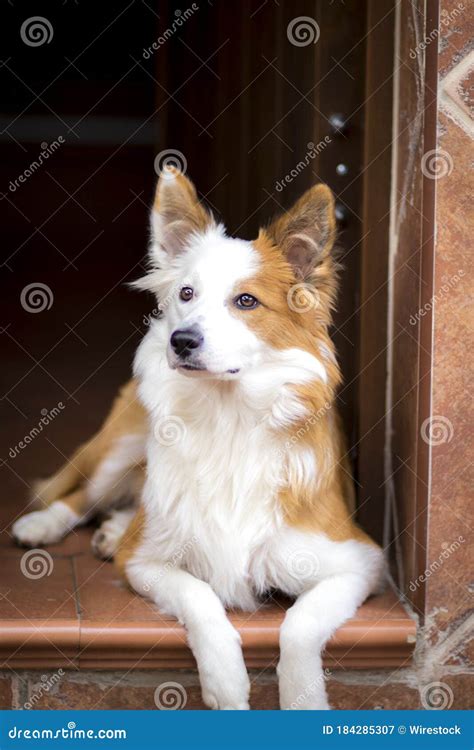 Cute Brown And White Welsh Sheepdog Sitting On A Doorway Stock Image