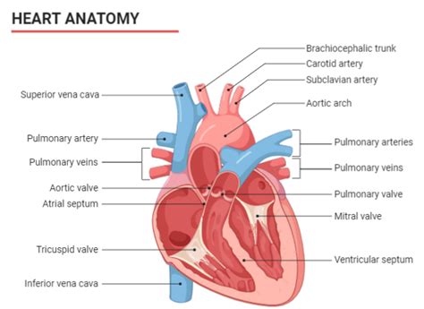 Draw A Labelled Diagram Of The Human Heart And Label Class 11 Biology Cbse