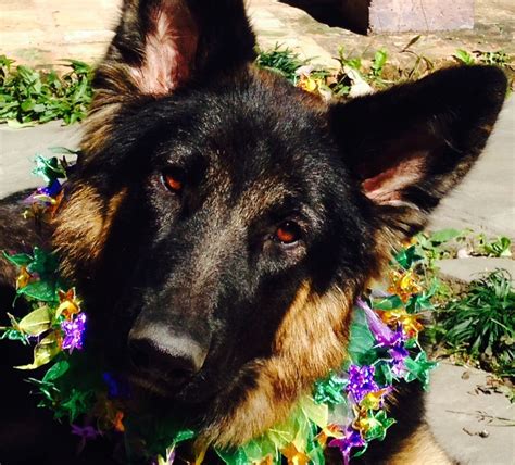New hope pet rescue is a 501c3 rescue. Pets for Adoption at New Orleans German Shepherd Rescue ...
