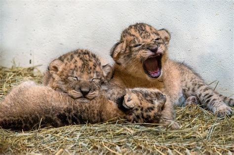 Indy Zoos Lion Pride Grows By Three Zooborns