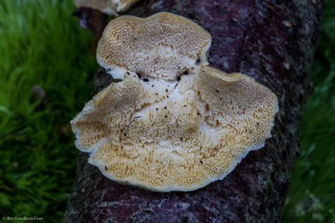 Toothed Crust Fungus Basidioradulum Radula Toothed Crust Flickr