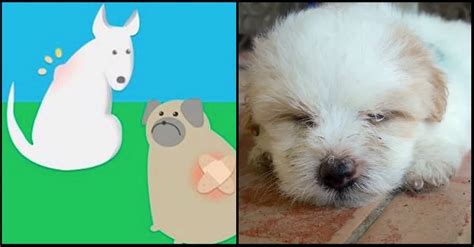 10 Dog Cancer Symptoms You Should Never Ignore